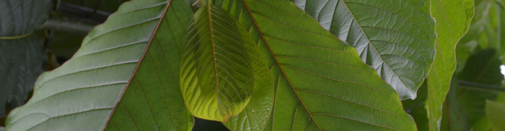 Red Dragon Kratom has longer-lasting effects compared to other red-vein strains.