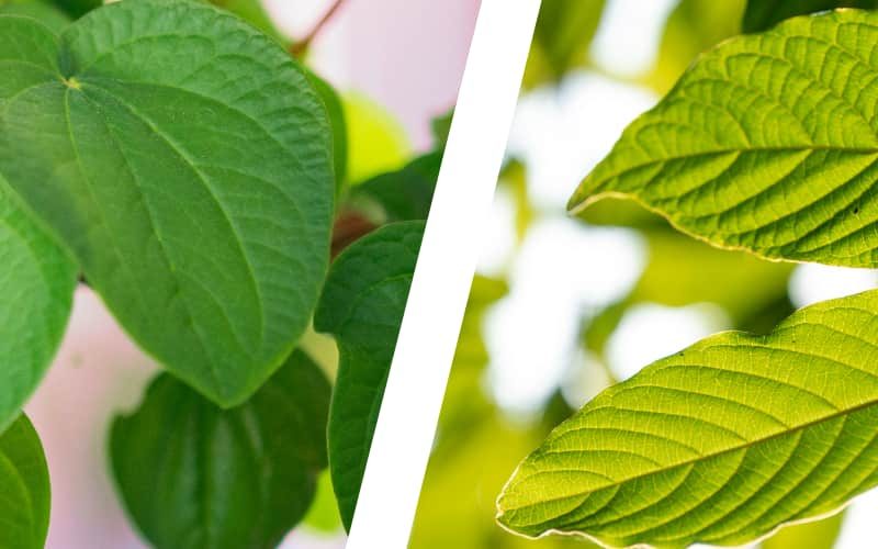 Kratom and kava offer similar yet distinct benefits.