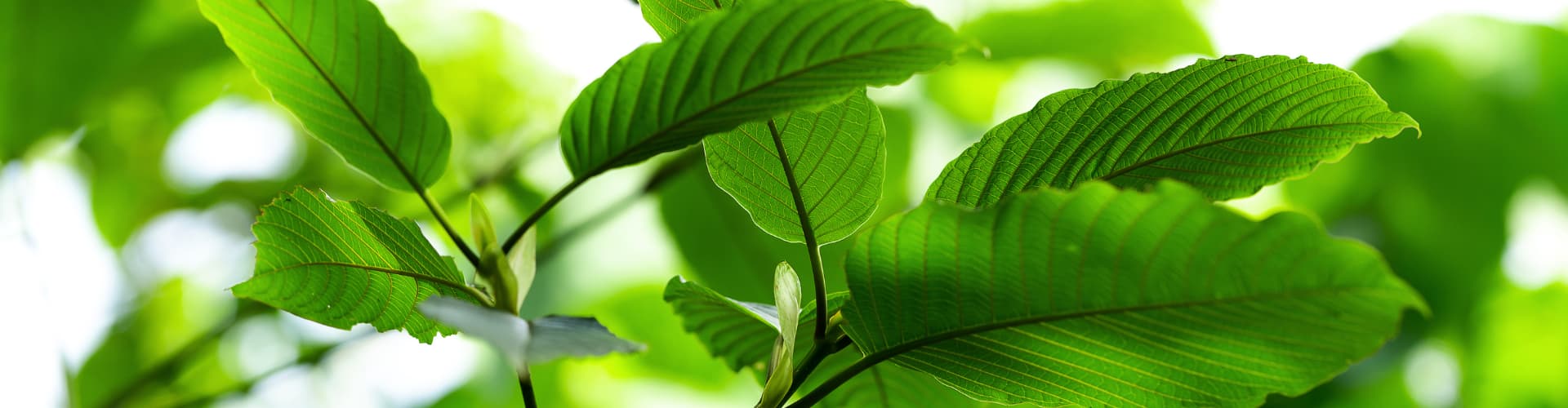 Kratom comes in three main strains: red, green, and white.