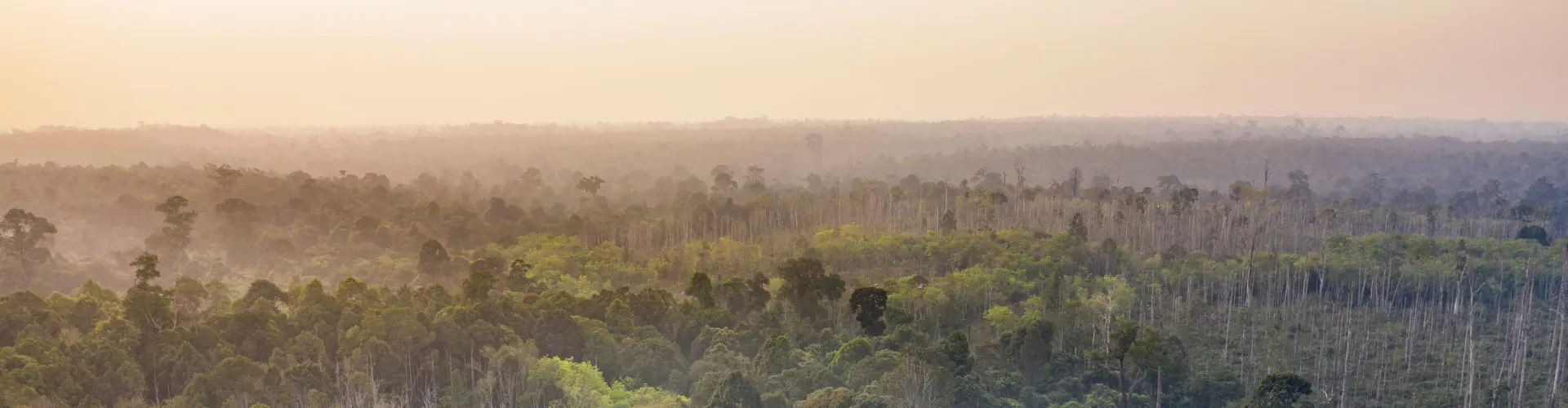 How Kratom Protects Indonesian Rainforest and Economic Prosperity