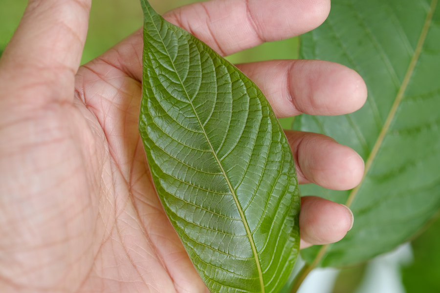 man holding kratom leaf in hand