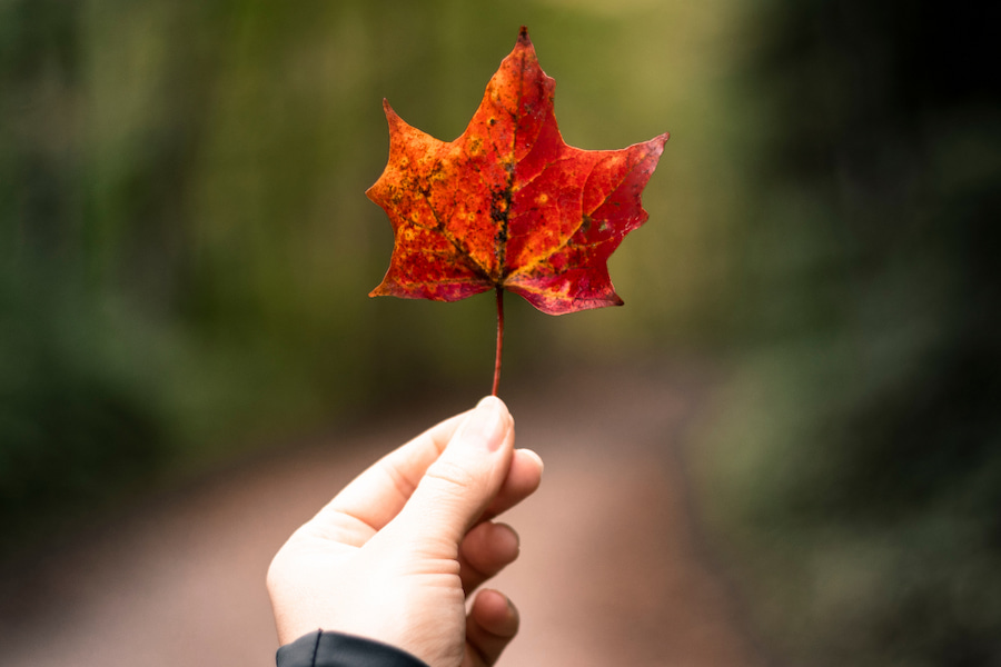 person holding a leaf