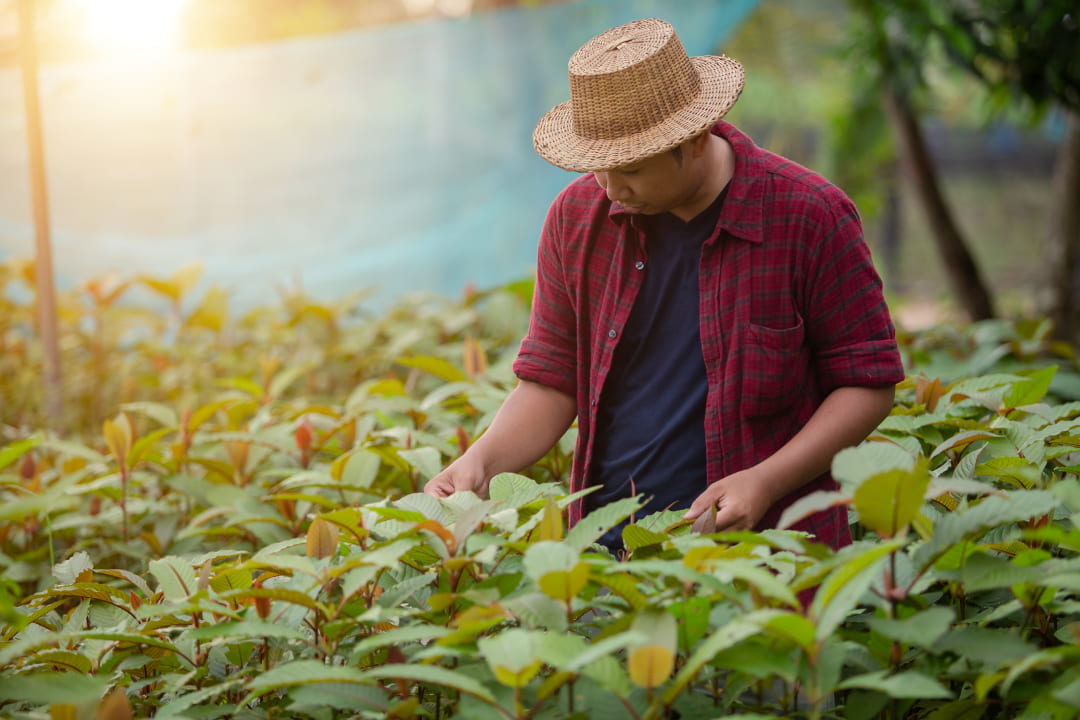 worker in kratom field